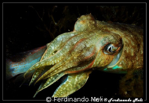 Hunting of cuttlefish. by Ferdinando Meli 